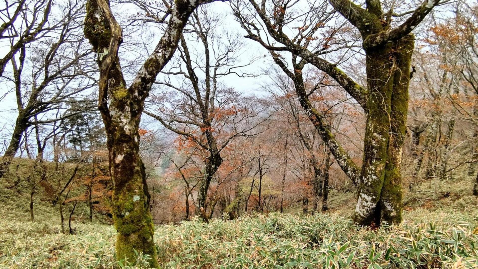 Cosmos Guesthouse Miyoshi  Exterior foto